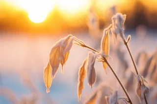 清晨白霜布满植物冷气摄影图