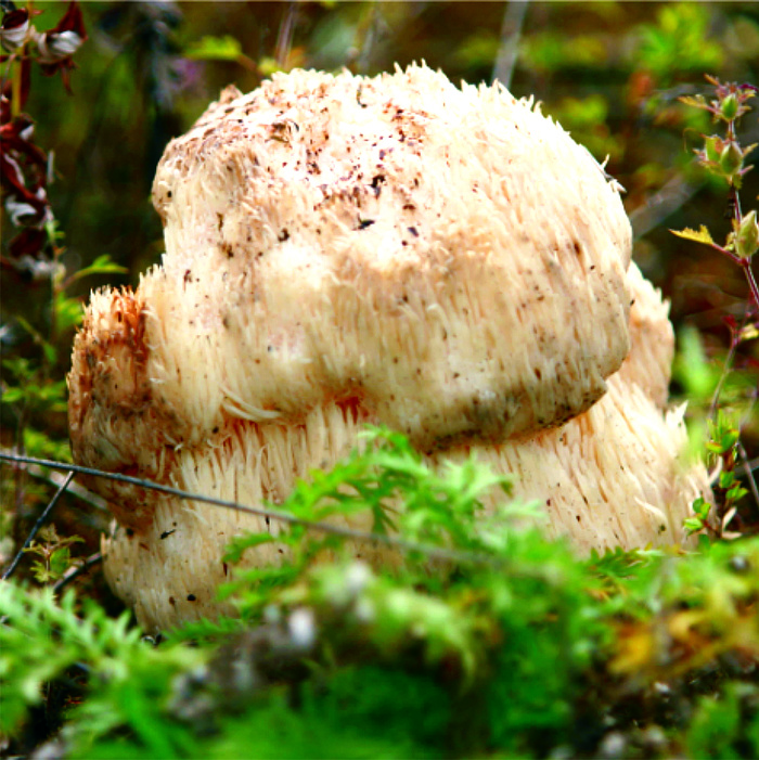 蘑菇香菇金针菇杂菇菌类美食素菜
