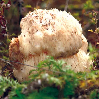 蘑菇香菇金针菇杂菇菌类美食素菜