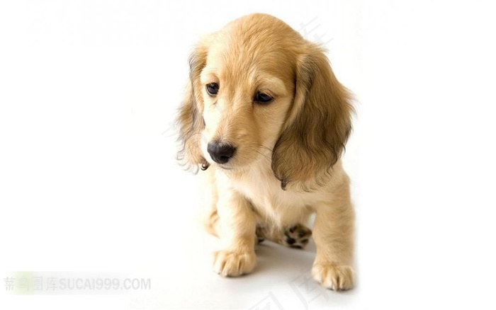 一只坐在地上的金毛小狗