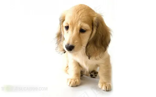 一只坐在地上的金毛小狗