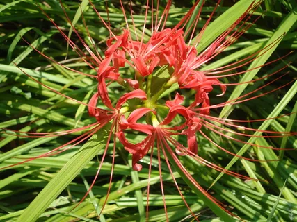 草丛彼岸花图片 草丛彼岸花图片