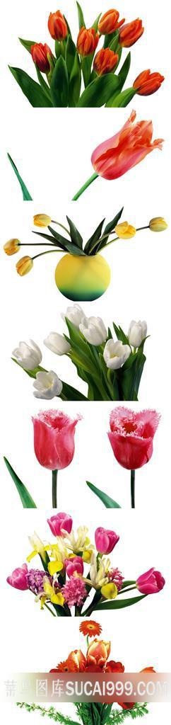 郁金香鲜花素材