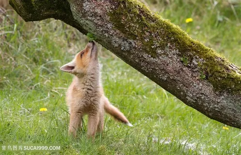 高清树下调皮的小狐狸图片