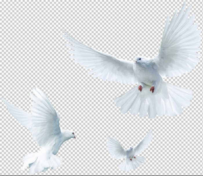 白鸽免扣素材
