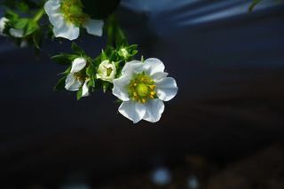 草莓白花特写图