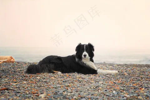 海滩上边境牧羊犬图片 海滩上边境牧羊犬图片
