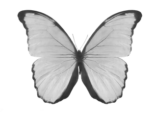 蝴蝶白色蝴蝶免抠图