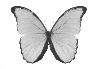 蝴蝶白色蝴蝶免抠图