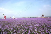 薰衣草庄园唯美风景