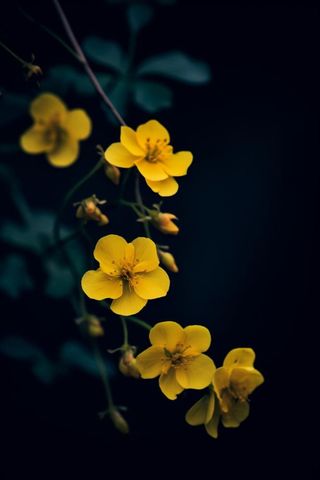 黑色背景棣棠花图