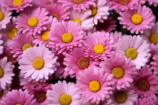 玫粉色雏菊菊花摄影图
