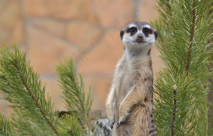 草丛中一只可爱的狐獴动物