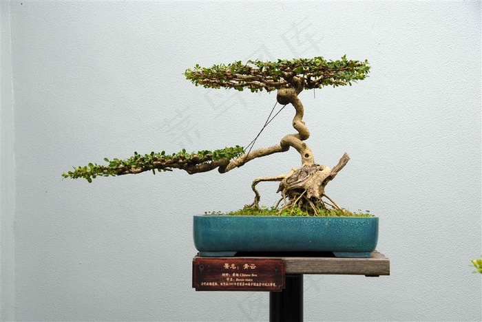 观赏盆景摄影素材