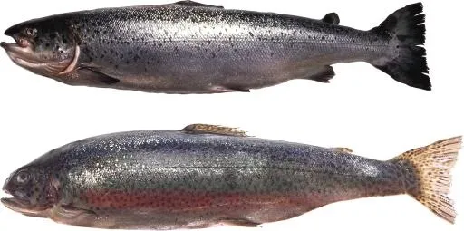 鱼 PNG免抠(3000x1496)