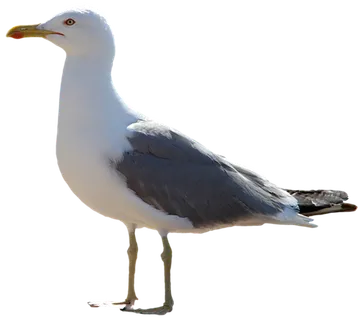 动物海鸥白色