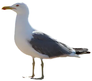 动物海鸥白色