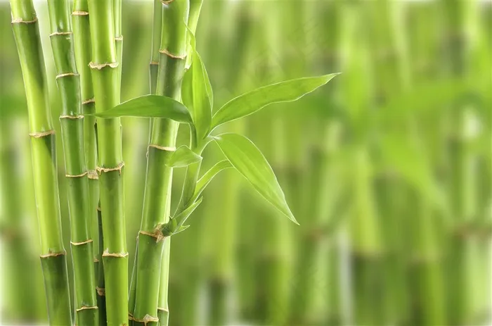 清新绿竹图片