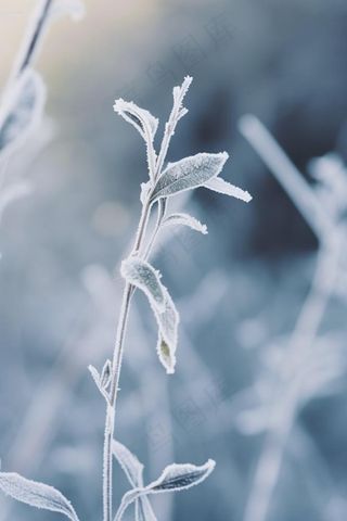 雪花枝叶白色背景