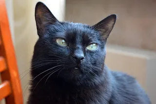 可爱猫咪 动物 素材 奶萌 (178)