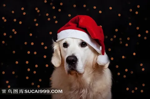 圣诞动物系列 - 可爱的狗狗