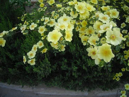 唯美蔷薇花图片素材 唯美蔷薇花图片素材