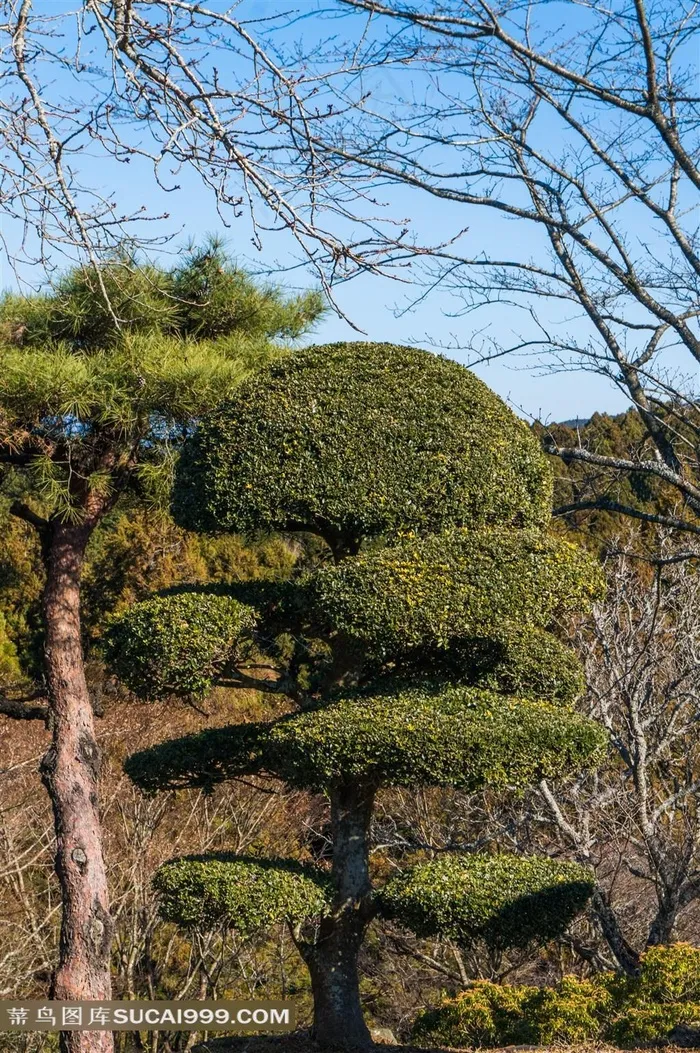 日本城市绿化植物景观