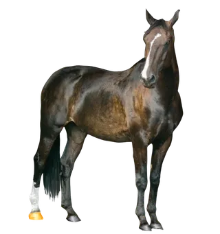 马动物免扣素材透明背景野马