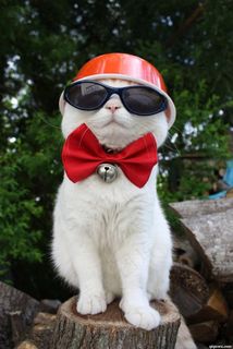 戴着帽子眼镜和蝴蝶结的猫咪 戴着帽子眼镜和蝴蝶结的猫咪