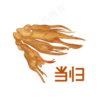 手绘草本中药药材当归