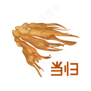 手绘草本中药药材当归