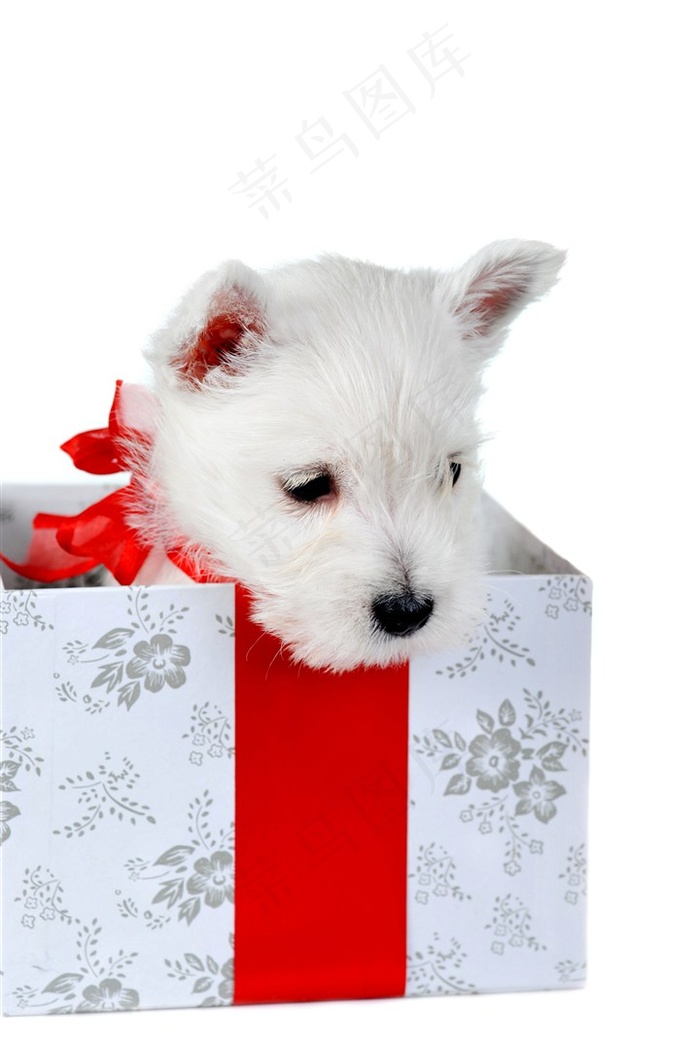 宠物狗可爱摄影图片