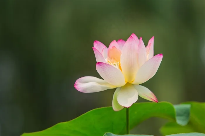绿波掩映的荷花