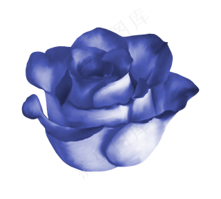 蓝玫瑰　　