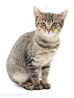 可爱的小猫动物高清图片