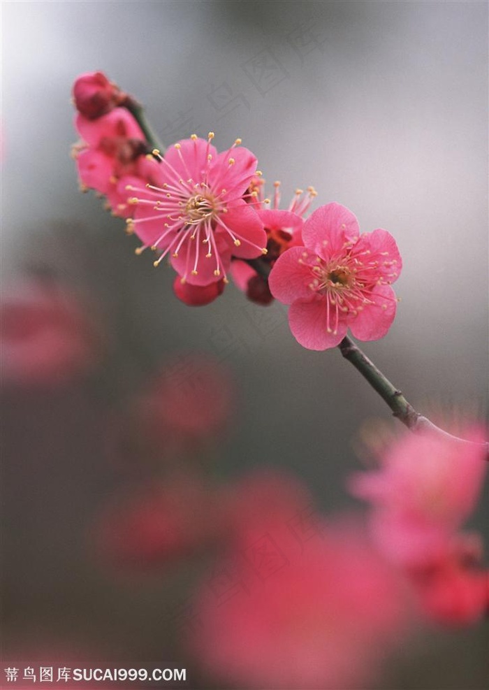 花海世界-漂亮的粉色梅花