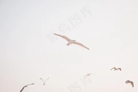 飞翔的海鸥图片 飞翔的海鸥图片