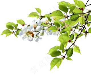 白色花枝开花图片