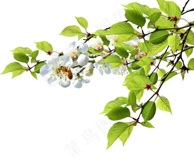 白色花枝开花图片 白色花枝开花图片
