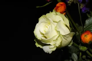 一朵白色玫瑰花