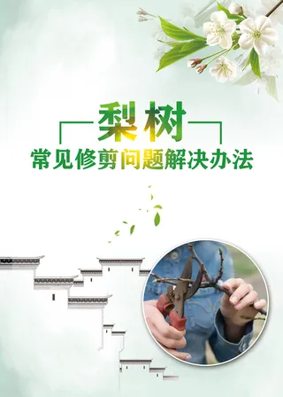 梨树常见修剪问题解决办法科普知识海报