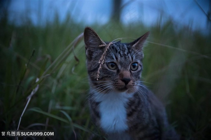 草丛里的小花猫咪图片