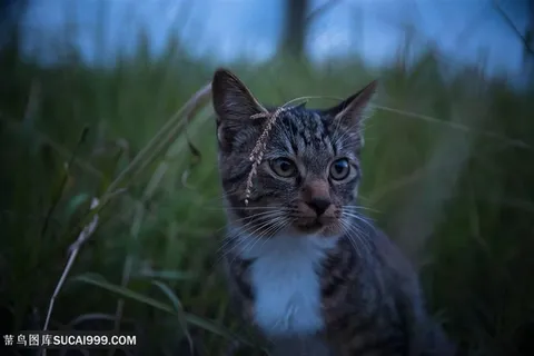 草丛里的小花猫咪图片 草丛里的小花猫咪图片
