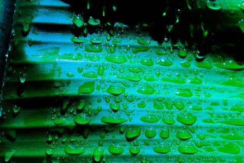 香蕉叶水珠图片 香蕉叶水珠图片