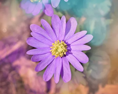 唯美银莲花图片 唯美银莲花图片