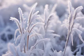 白霜挂满植物枝头冬天雾凇摄影图