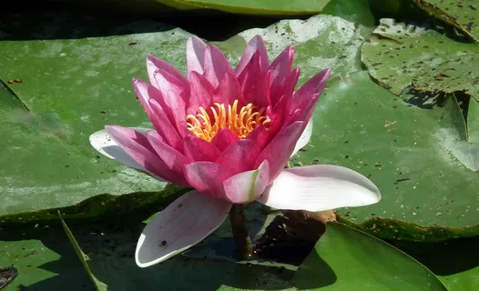 池塘睡莲花朵特写图片 池塘睡莲花朵特写图片