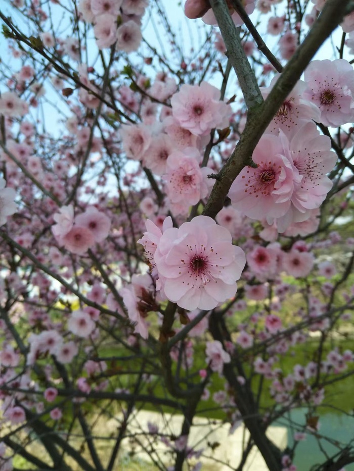 盛开的桃花