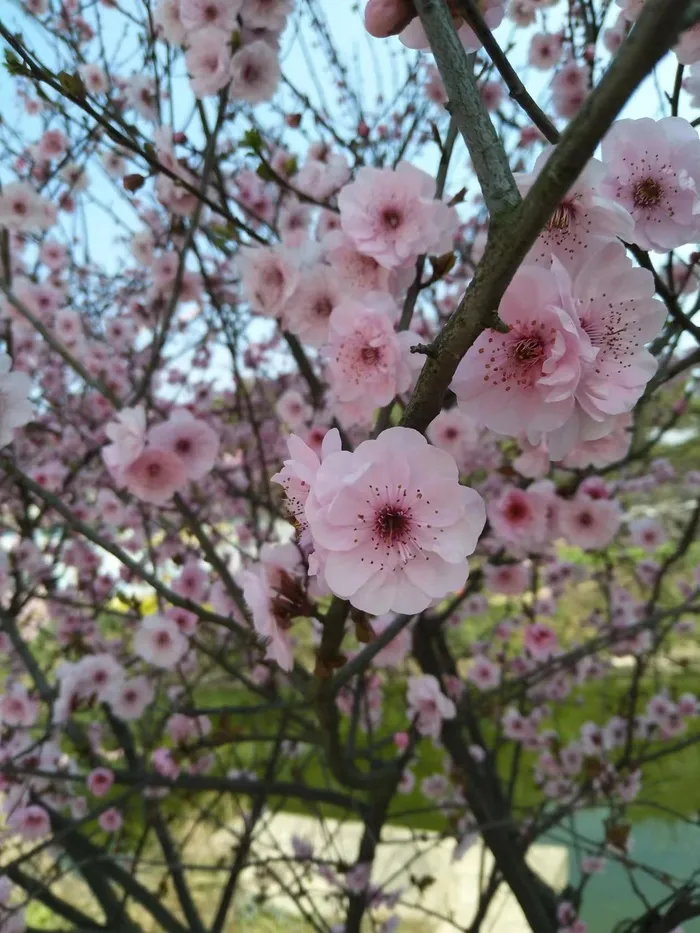 盛开的桃花