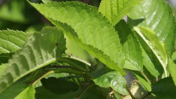 叶子, 樱桃, 夏天, 花园, 健康, 性质, 树, 植物